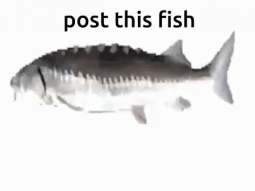 Spinning Fish Post This Fish Meme GIF