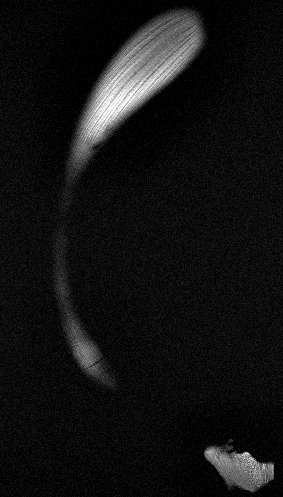 Spinning Formation Of Banana GIF