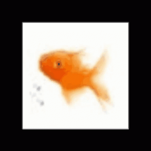 Spinning Gold Fish White Cube Animation GIF