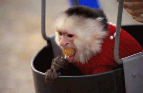 Spinning Monkey Eating Lollipop GIF