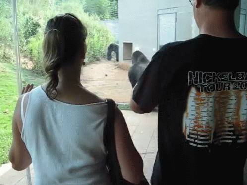 Spinning Monkey Gorilla Showing Off GIF