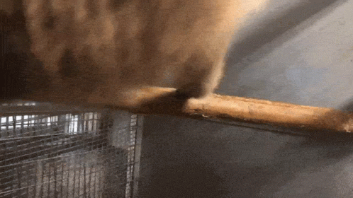 Spinning Monkey Horizontal Branch GIF