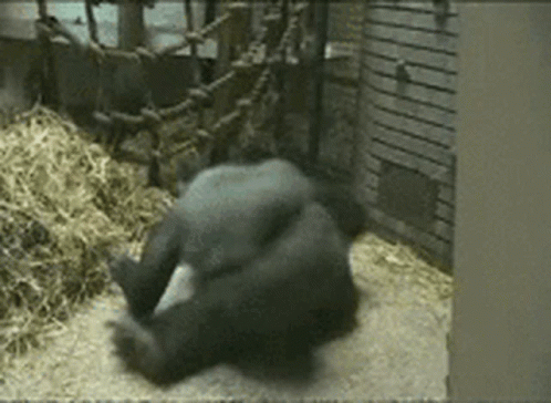 Spinning Monkey Silver Back Gorilla Playing GIF
