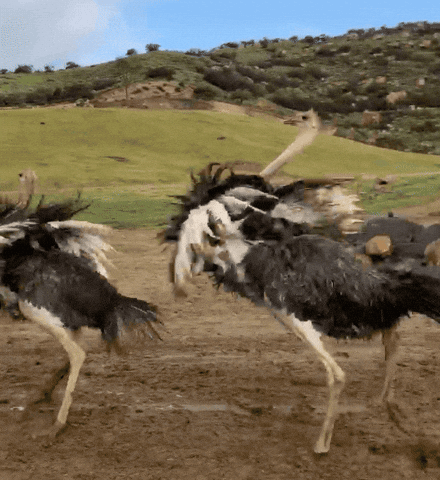 Spinning Ostrich Enjoying Her Moment GIF