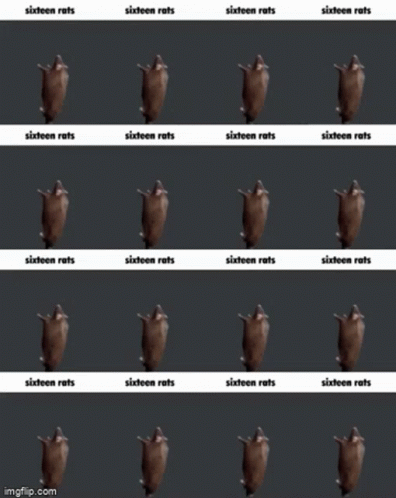 Spinning Rat 16 Way Grid GIF