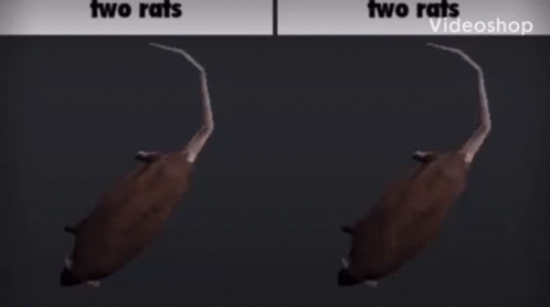 Spinning Rat 2 Way Split Screen GIF