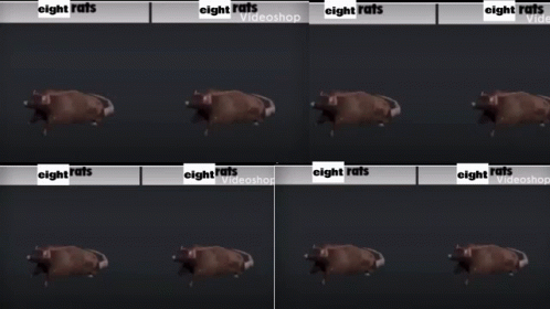 Spinning Rat 8 Way Split Screen GIF