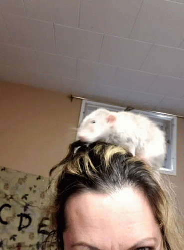 Spinning Rat In Human Head GIF