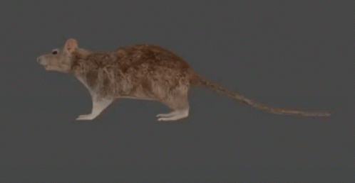 Spinning Rat Pause Running Away GIF