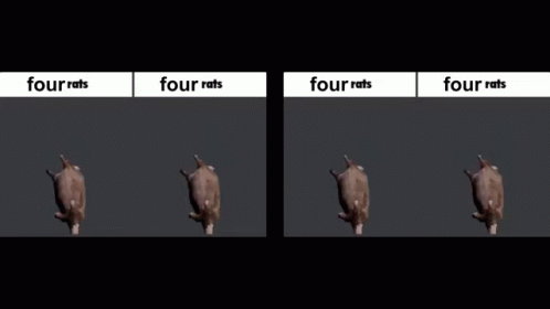 Spinning Rat Quadrant Split GIF