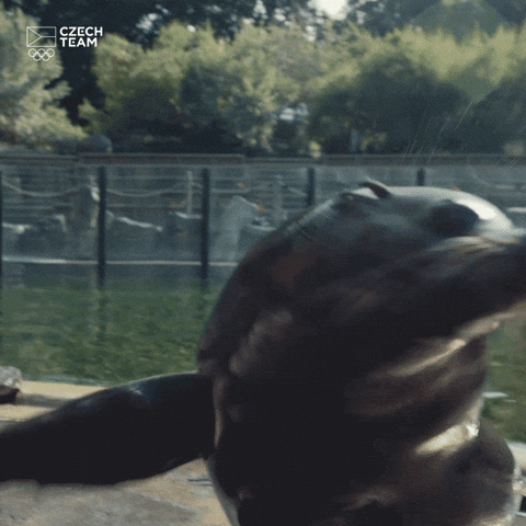Spinning Seal Cute Gesture GIF