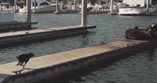 Spinning Seal Dog Chase GIF