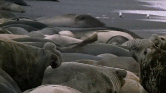 Spinning Seal Fight GIF