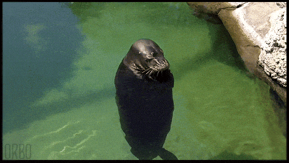 Spinning Seal In Water GIF