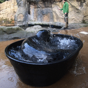 Spinning Seal In Water Tub GIF