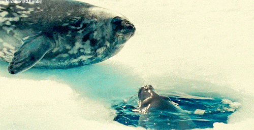 Spinning Seal Kiss GIF