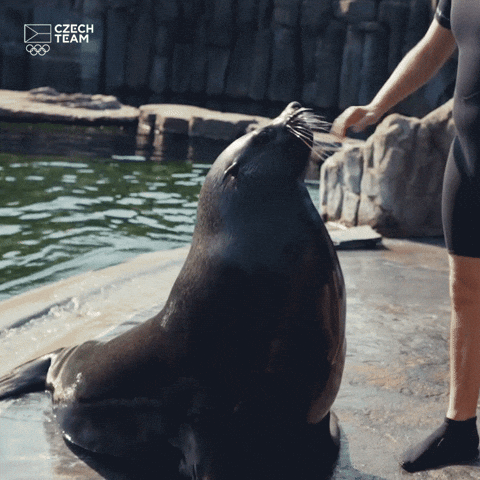 Spinning Seal Nodding GIF