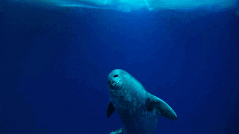 Spinning Seal Ocean Swimming GIF