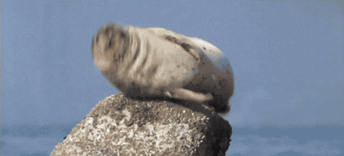 Spinning Seal On Rock GIF