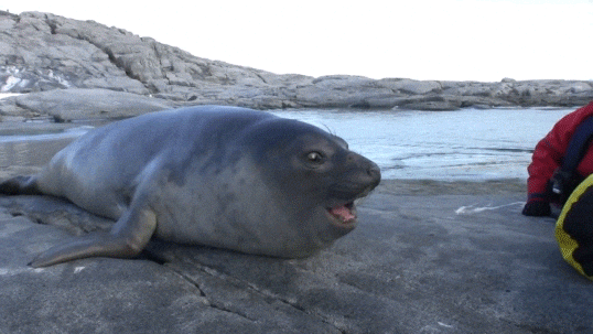 Spinning Seal Open Mouth GIF