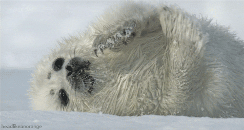 Spinning Seal Scratching GIF