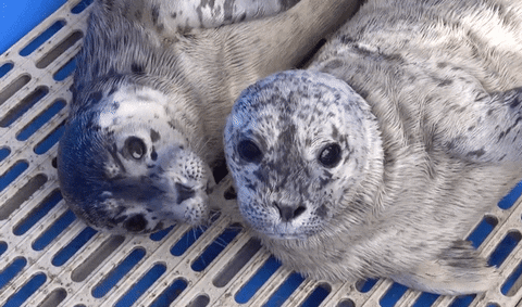 Spinning Seal Sleeping Together GIF