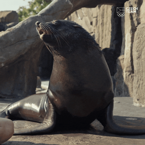 Spinning Seal Tongue Out GIF