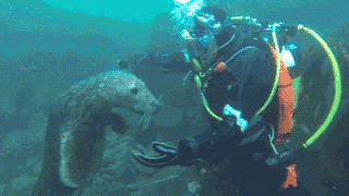 Spinning Seal With Scuba Diver GIF