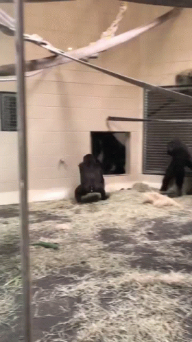Spinning Showing Behind Gorilla Monkey GIF