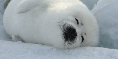 Spinning White Seal GIF