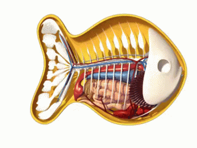 Spinning Yellow Fish 3d Anatomy GIF