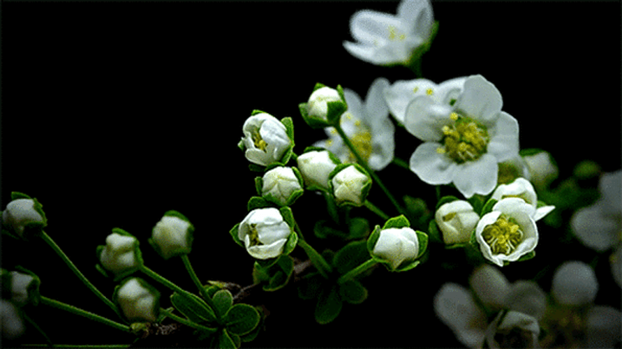 Spirea Flowers Blossom GIF