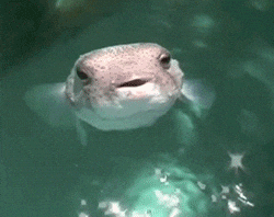 Spitting Fugu Fish Meme GIF