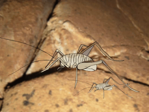 Spooky Crickets Animation GIF