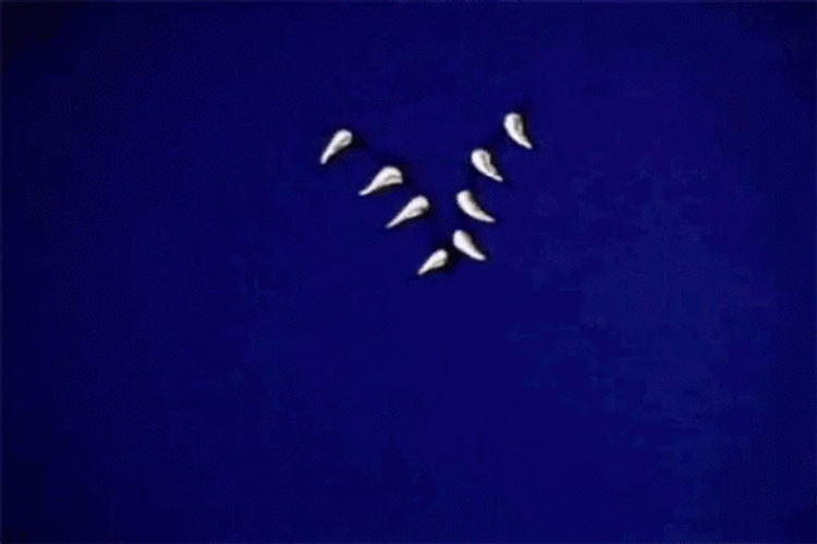 Spooky Scary Skeletons Ripping Paper GIF
