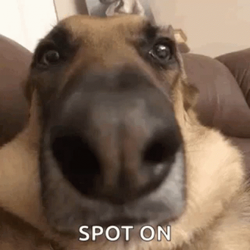 Spot On Close Up Nose Shot GIF