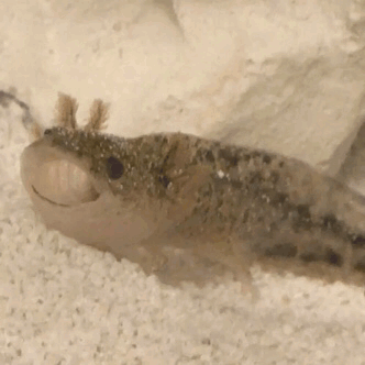 Spotted Axolotl Resting GIF