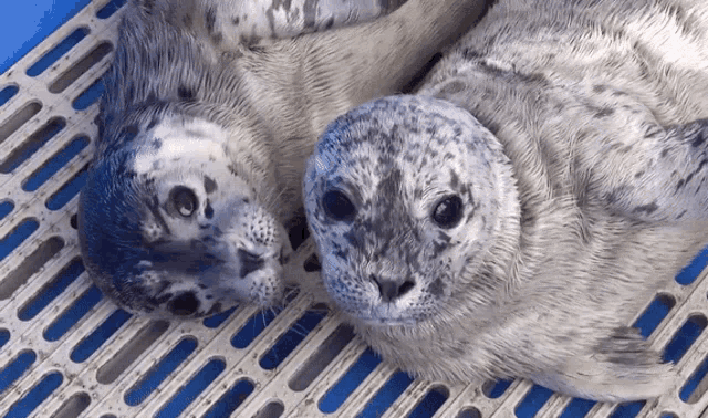 Spotted Seal Animal Snuggling GIF