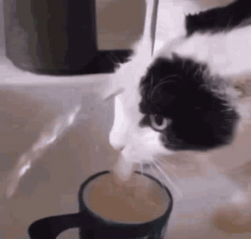 Spout Weird Cat GIF