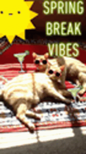 Cats Chilling Spring Break Vibes GIF