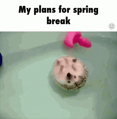 Plan For Spring Break Hedgehog Floating In Water GIF
