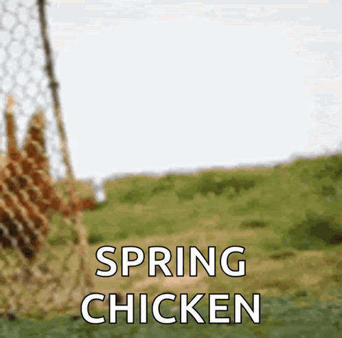 Spring Chicken Behind Wire Fence