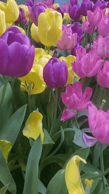Spring Flowers Gif GIF