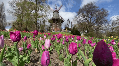 Spring Tulip Flower Garden GIF