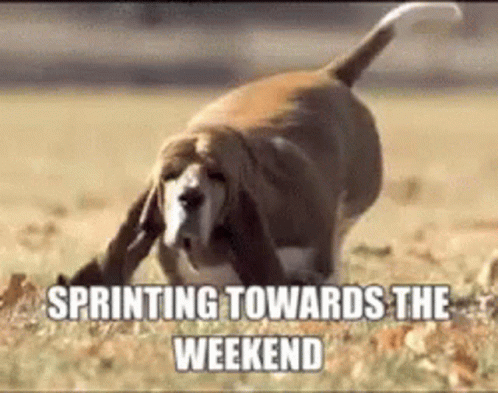 Sprinting Dog Weekend Meme GIF