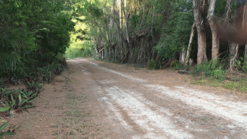 Sprinting Running Away In Forest GIF