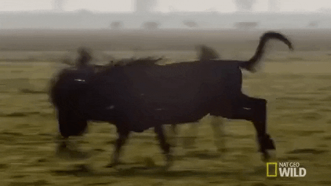 Sprinting Wilderbeest Nat Geo Wild GIF