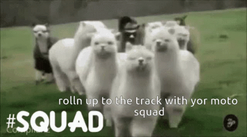 Squad Llama Rolling Up GIF