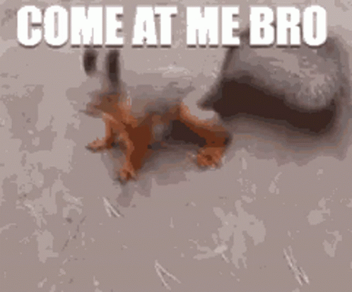 Square Up Come At Me Bro Squirrel GIF