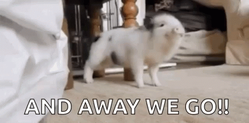 Squeal Like A Pig And Dancing GIF